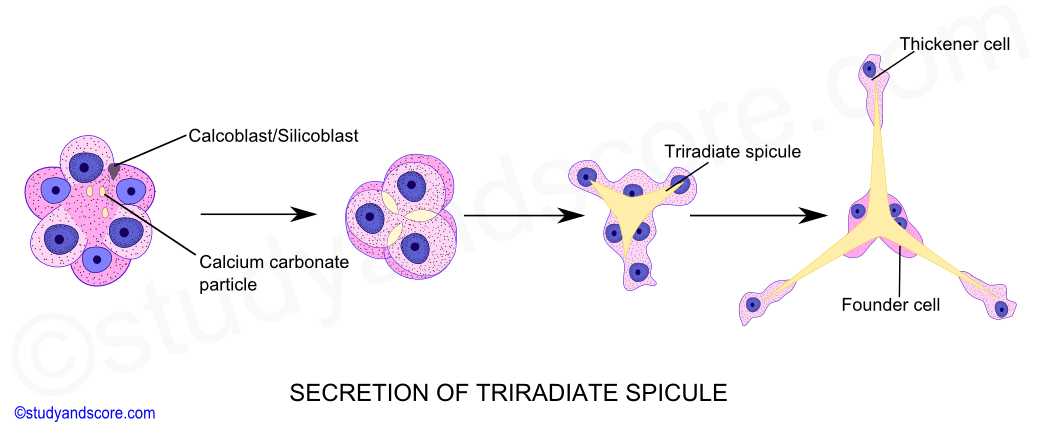 secretion of triradiate spicules, skeleton in sponges, porifera, tetraxon, monaxon, triaxon, development of spicules
